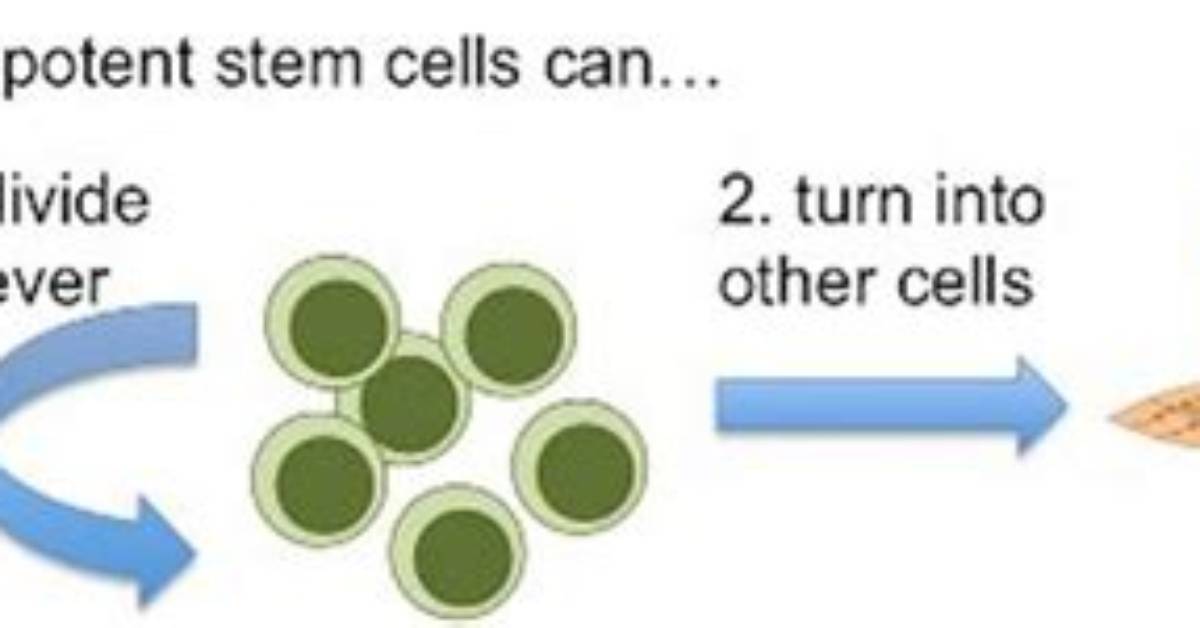 Could Stem Cells Regrow Limbs?