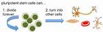 Could Stem Cells Regrow Limbs?