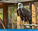 Cranberry Eagle: the Majestic Avian Wonder
