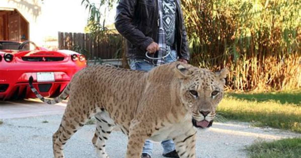 Crazy Tiger King Conspiracy Suggests Jeff Lowe Was Once Married to Carole