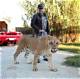 Crazy Tiger King Conspiracy Suggests Jeff Lowe Was Once Married to Carole Baskin