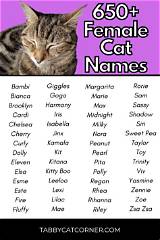 Creative and Unique Cat Names for Female Cats: a Comprehensive Guide