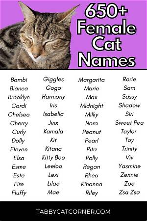 Creative and Unique Cat Names for Female Cats: a Comprehensive Guide