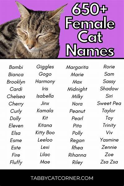 Creative and Unique Cat Names for Female Cats: a Comprehensive Guide