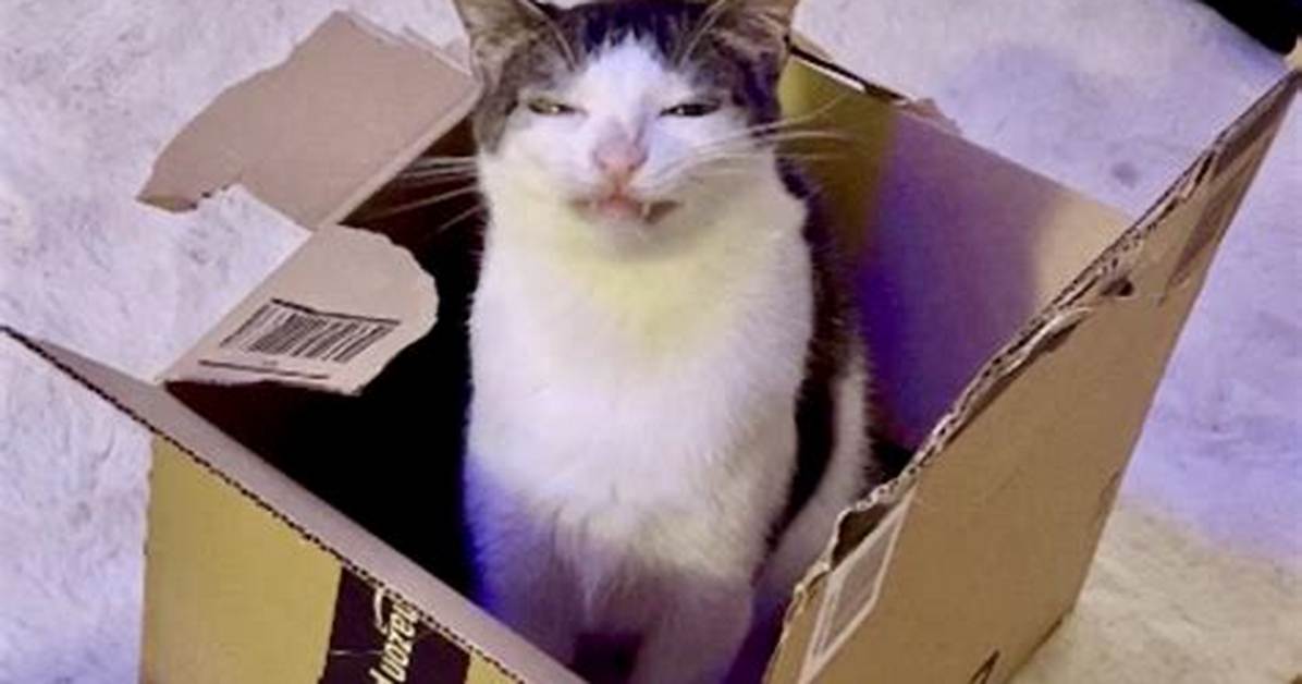Crunchy Cat Luna Net Worth