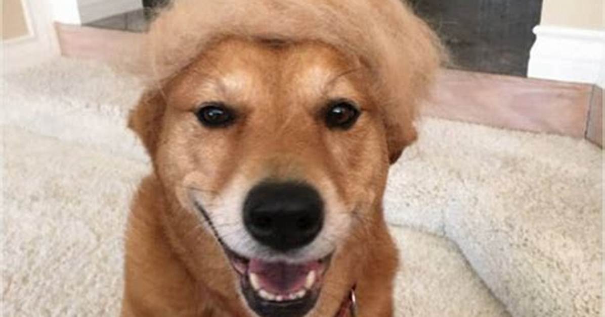 Cute Kirby Dog Videos and Hilarious Tweets the Ultimate Guide to Joyful