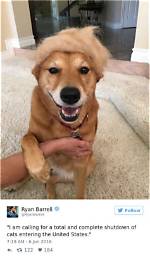 Cute Kirby Dog Videos and Hilarious Tweets: the Ultimate Guide to Joyful Content