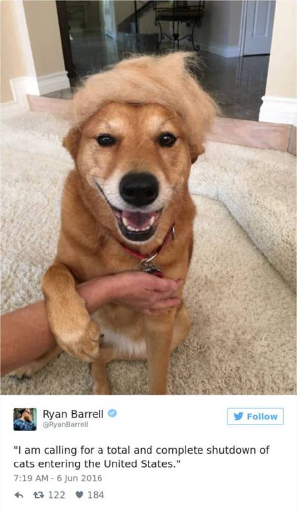Cute Kirby Dog Videos and Hilarious Tweets: the Ultimate Guide to Joyful Content