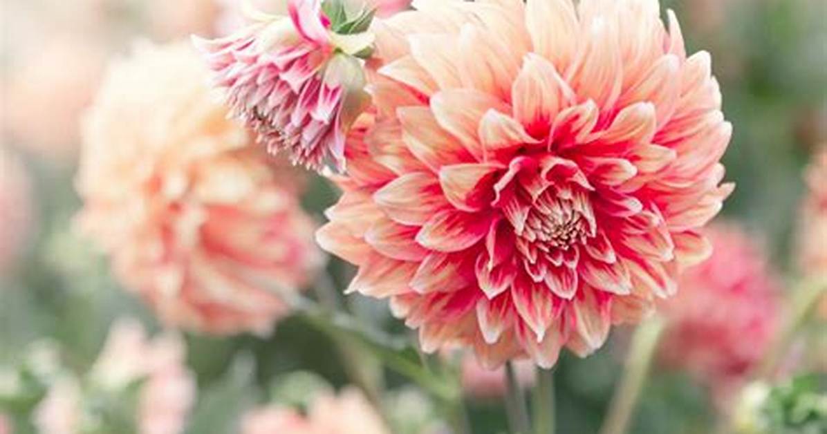 Dalia