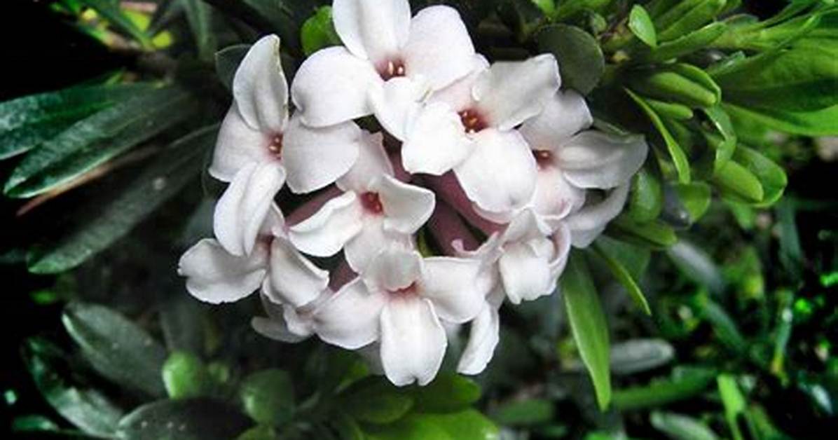 Daphne