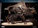 Did Bison Go Extinct?