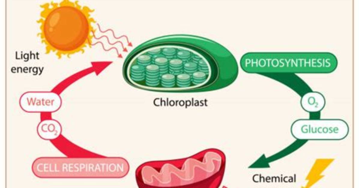 Did Cellular Respiration Evolve?
