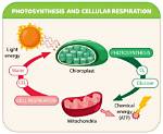 Did Cellular Respiration Evolve?