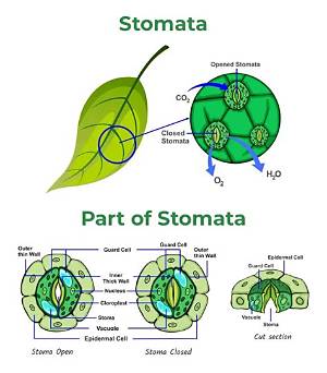 Did Green Algae Have Stomata?