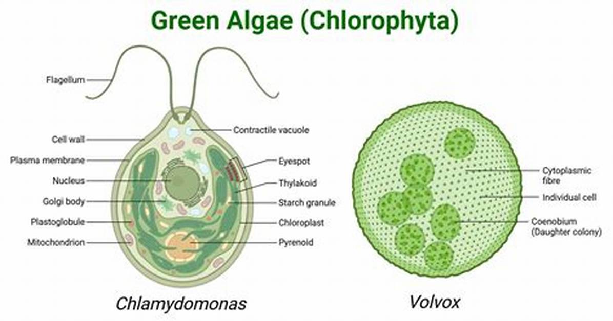 Did Green Algae Have