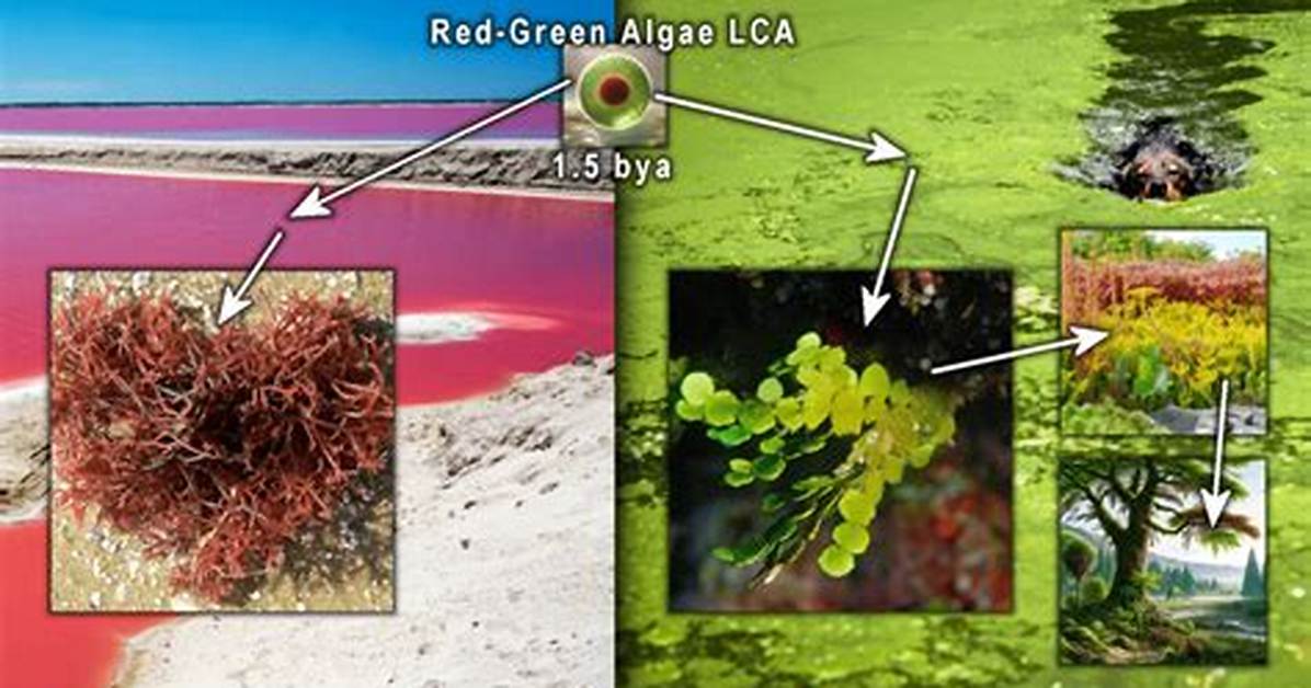Did Green Algae
