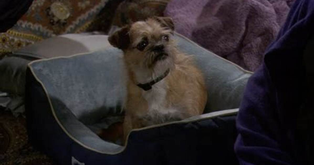 Did Jim from Mike and Molly Die the Tragic