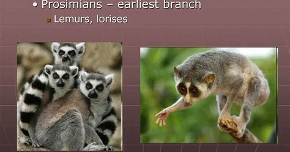 Did Lemurs Evolve from Monkeys?