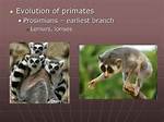 Did Lemurs Evolve from Monkeys?