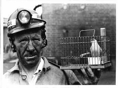 Did Miners Really Use Canaries?