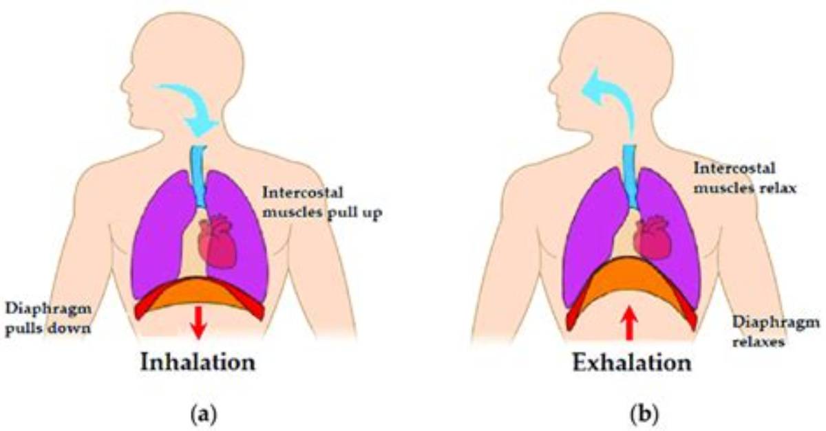 Did the Diaphragm Contract During Inhalation?