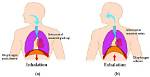 Did the Diaphragm Contract During Inhalation?