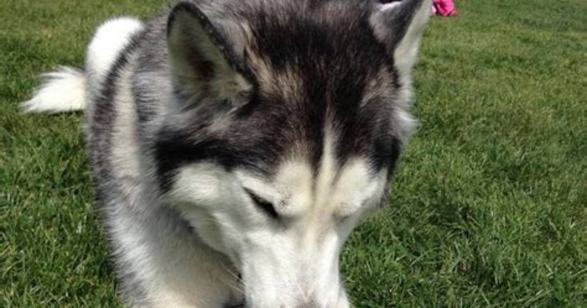 Did Zeus the Stubborn Husky Die?