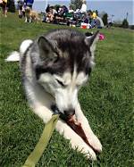 Did Zeus the Stubborn Husky Die?