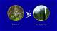 Differences Between Cedar & Redwood