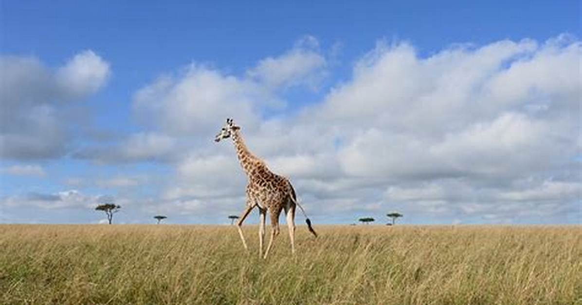 Discover the Intriguing Story of the Savannah Six: a Mystery Unraveled