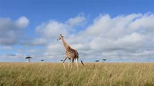 Discover the Intriguing Story of the Savannah Six: a Mystery Unraveled