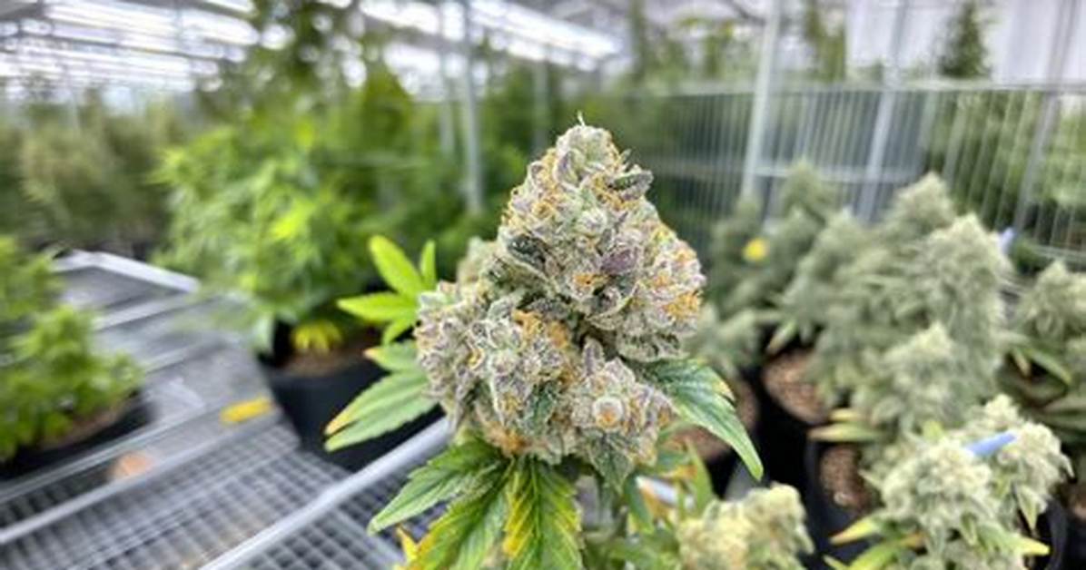 Discover the Potency of Missouri Thunder Strain an Unbeatable