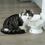 Discover the Purrfect Solution at Totalpuss. Com