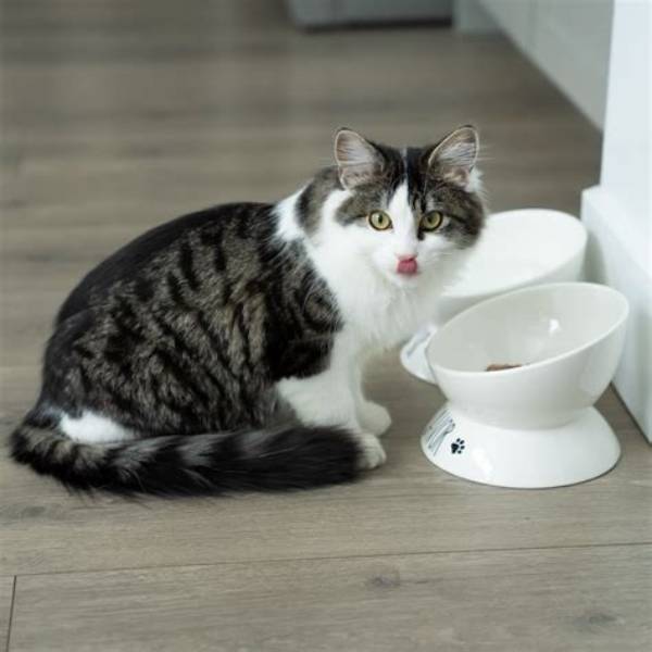 Discover the Purrfect Solution at Totalpuss. Com