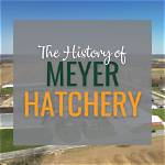 Discover the Secrets of Meyer Hatchery: a Poultry Paradise