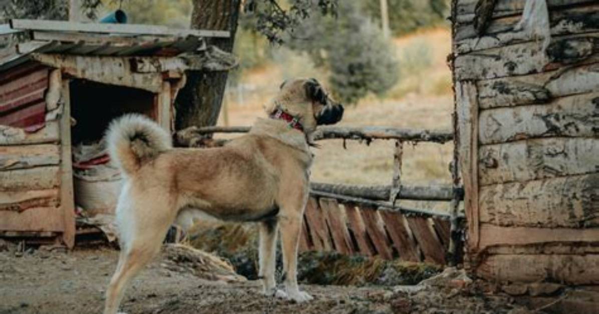 Discover the Wonders of Kangal: a Comprehensive Guide to Turkey's Majestic Breed