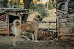 Discover the Wonders of Kangal: a Comprehensive Guide to Turkey's Majestic Breed