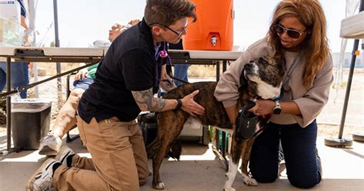 Discovering Pima Animal Care: a Comprehensive Guide