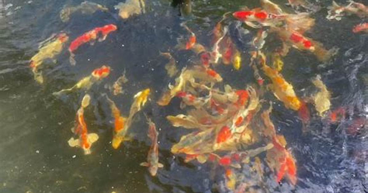 Discovering the Beauty of Blackwater Creek Koi Farm