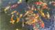 Discovering the Beauty of Blackwater Creek Koi Farm