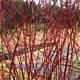 Discovering the Charm of Red Osier Batavia Ny