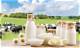 Discovering the Delight of Your Local Dairy Shop