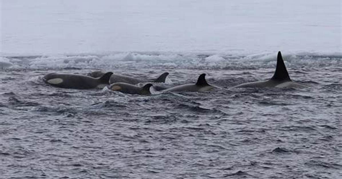 Discovering the Enigmatic World of Orca Whale Sounds