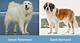 Discovering the Great Pyrenees and Saint Bernard Mix: a Gentle Giant