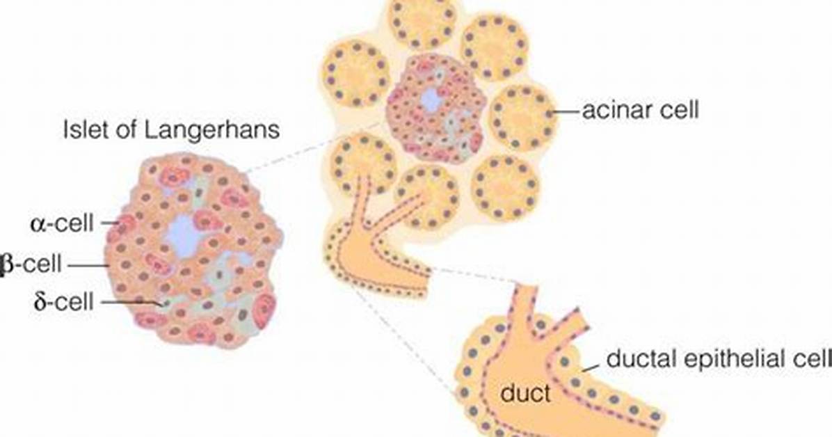Do Acinar Cells Produce Insulin?