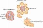 Do Acinar Cells Produce Insulin?