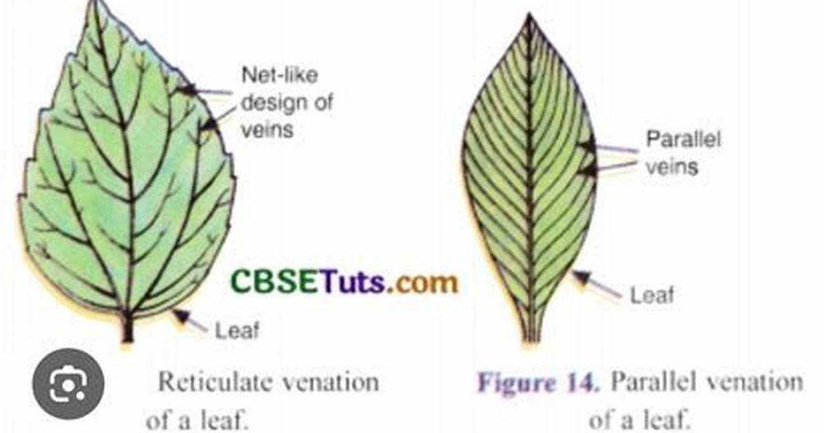 Do All Dicots Have Reticulate Venation?