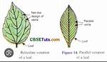 Do All Dicots Have Reticulate Venation?