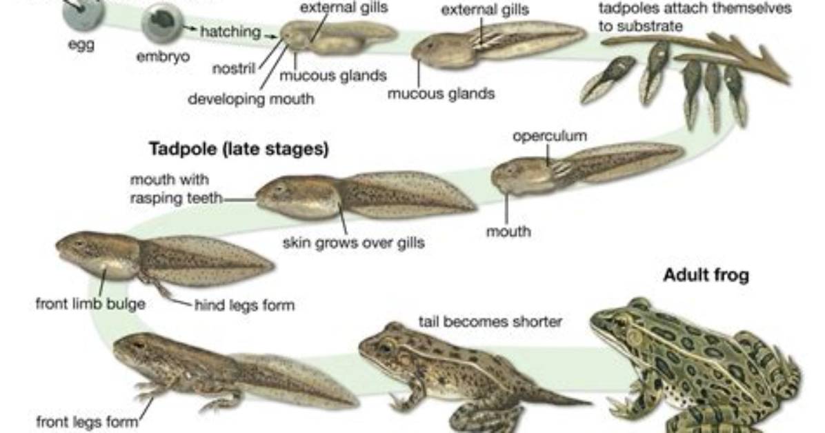 Do All Frogs Have Spots?