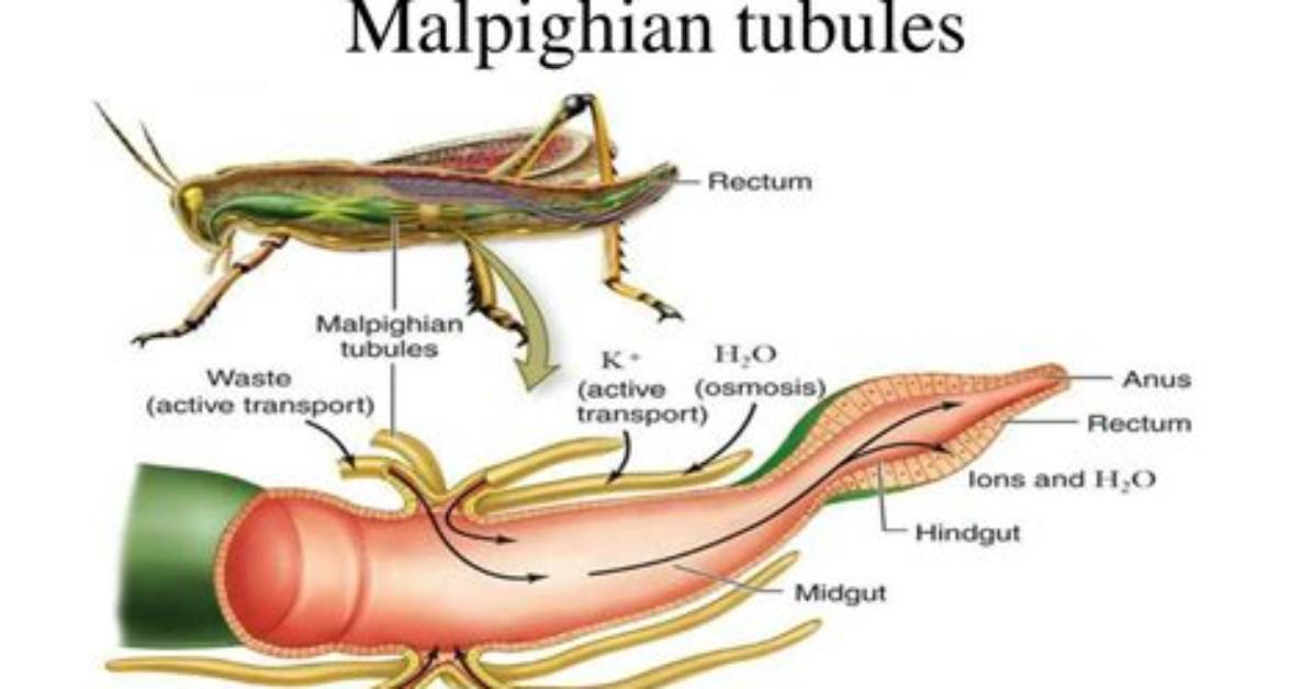 Do All Insects Have Malpighian Tubules?